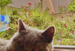Mia am Fenster mit Regenbogen