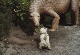 Westi gegen Dinosaurier 