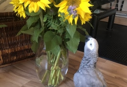 Carlo mag Sonnenblumen