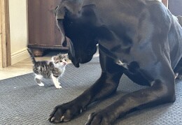 Dogge und vier Wochen alte Katze 