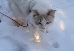 "Karli im Schnee"-unser Karli aus Klotzsche erkundet das erste Mal den Schnee an der Leine!