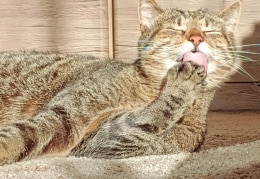 Sonnenbad kombiniert mit Katzenwäsche 