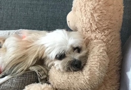 Paula liebt ihren Teddy