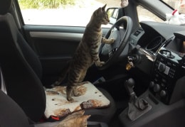 Unsere Katzen PIA u.PETER fahren Auto 