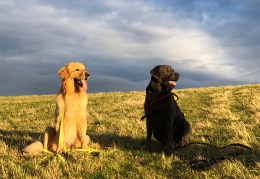 Hundefreunde in der Abendsonne 