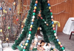 Nachbar's Katze Trudi musste ein ganzes Jahr auf ihre Lieblingsosterhasen zum Kuscheln warten.