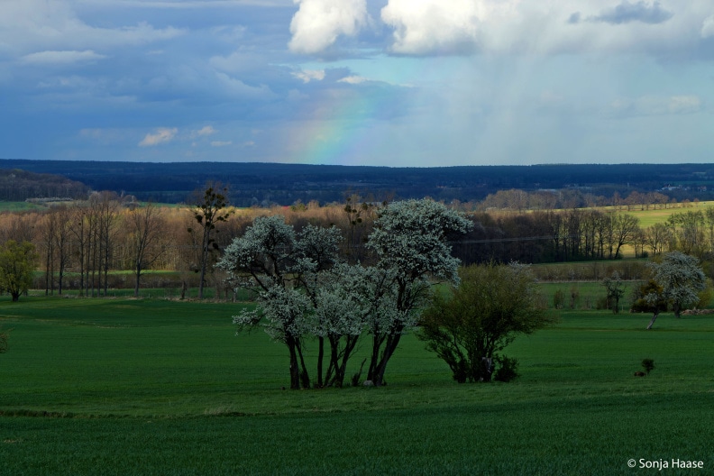 IMG_4328_NikDxO-©-Sonja-Haase-Bäume-und-Regenbogen.jpg