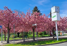 Frühling am Torgauer Bahnhof am Mittag