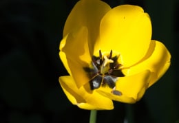 11.04.2024 Langenreinsdorf,Tulpen im Sonnenlicht