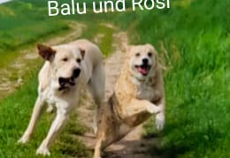 Rosi und Balu