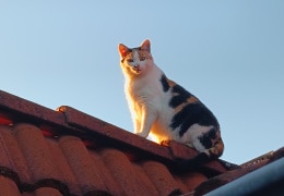 Molli auf dem Dach