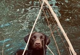 Labrador Eddy liebt das Baden im See