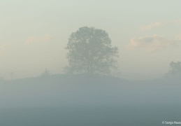 Nach dem heftigen Gewitter zog gegen Abend Nebel auf, Schönbach, Oberlausitz 