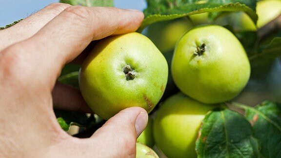 Hände pflücken Äpfel