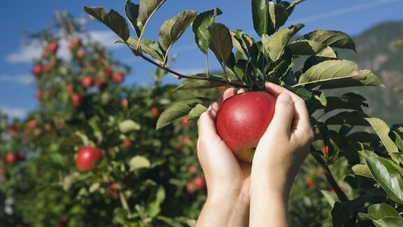 Hand pflückt roten Apfel vom Baum
