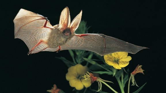 Eine Fledermaus (Braunes Langohr) fliegt durch Nachtkerzenpflanzen.
