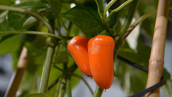 Orangefarbene Paprikafrüchte hängen an einem Strauch 