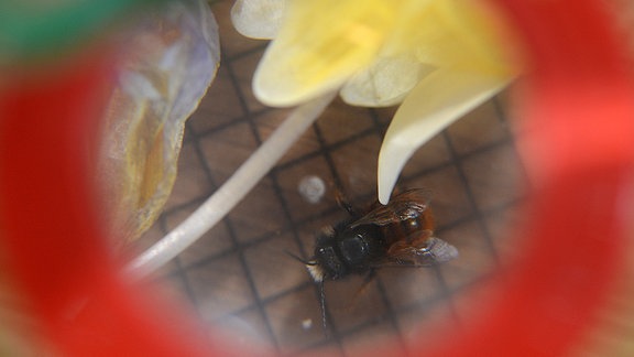 Eine Mauerbiene in einem Insektenbecher.