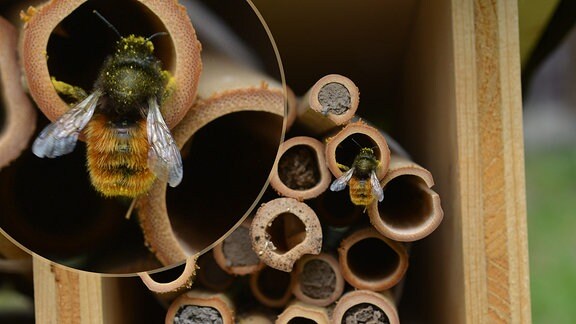 Gehörnte Mauerbiene vor Insektenhotel