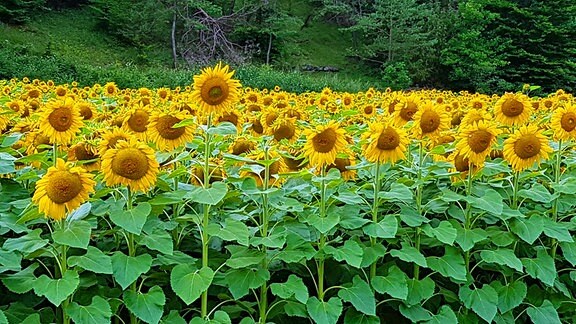 Sonnenblumenfeld, einjährige Sonnenblumen