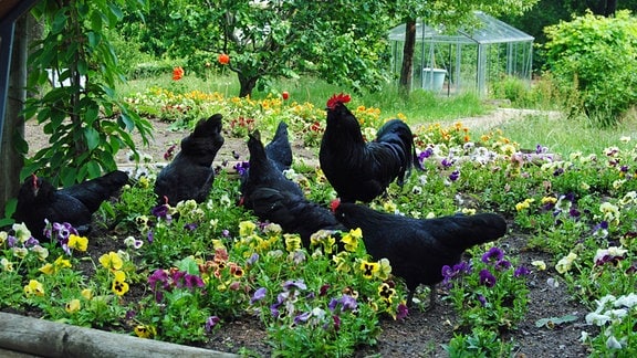 Hühner in einem Hochbeet im Garten