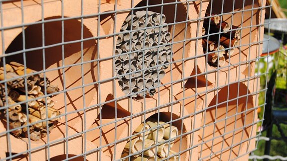 Ein Geflecht aus feinmaschigem Draht bedeckt ein mit Niströhren aus verschiedenen Materialien befülltes Bienenhaus aus Ton, das ursprünglich zum Lagern von Weinflaschen verwendet wurde
