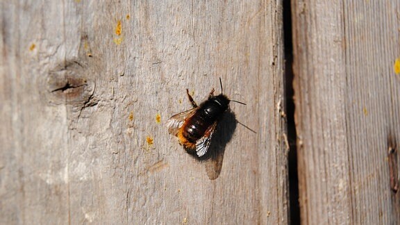 Eine dunkle Wildbiene mit rot-braunem Hinterleib und langen Fühlern sitzt an einer Holzwand