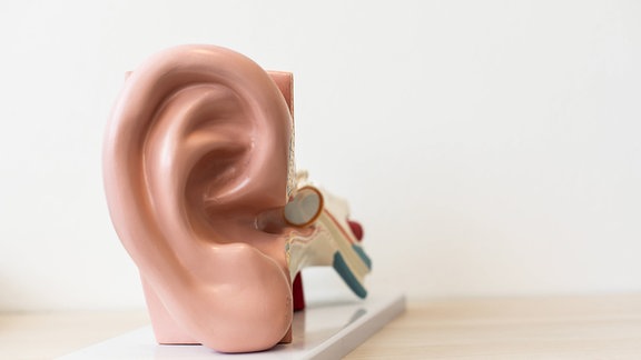 Model eines menschlichen Ohres.