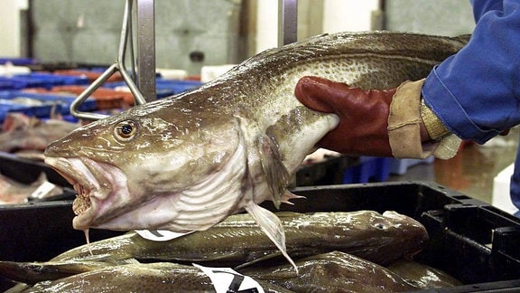 Ein Fischhändler wiegt einen Kabeljau.