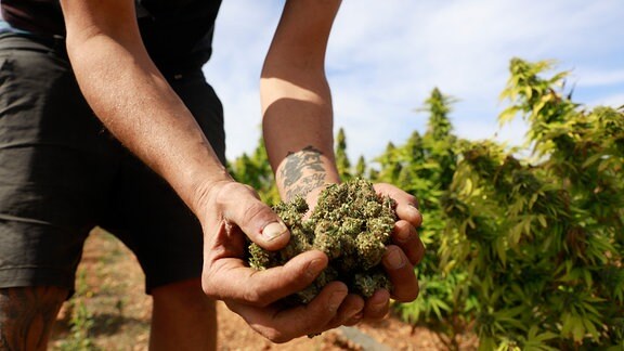 Cannabisblüten in der Hand eines Mitarbeiters der Genossenschaft Norma auf ihrer legalen Hanfplantage auf Mallorca in Spanien.