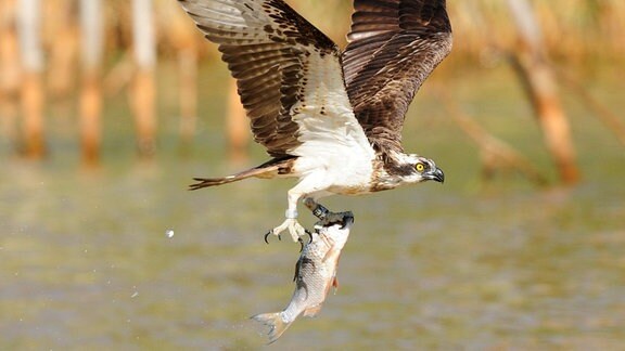 Ein braun-weiß gefiederter Fischadler fliegt über eine Wasseroberfläche. In seinen Krallen hält er einen Fisch