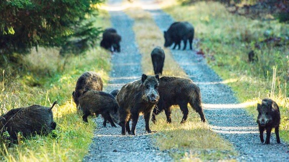Eine Rotte Wildschweine (Sus scrofa) sucht Nahrung auf einem Waldweg