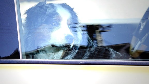 Symbolbild, Ein Hund sitzt bei heissen Temperaturen im Auto.