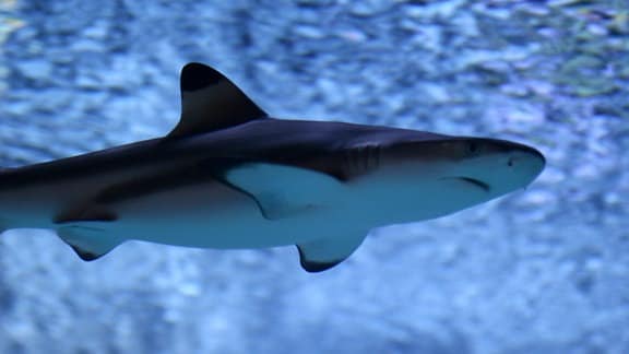 Unterwasseraufnahme von einem Hai , welcher über den Fotograf hinwegschwimmt.