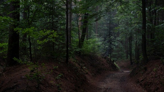 Ein Weg im Wald an der tschechichen Grenze bei Jonsdorf Landkreis Görlitz im Naturpark Zittauer Gebirge in Sachsen.
