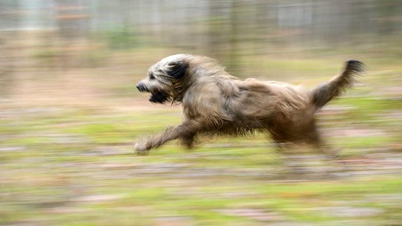 Ein Katalanischer Schäferhund läuft durch einen Wald.