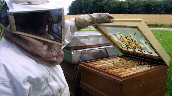 Imker mit seiner Bienenzucht auf freiem Feld