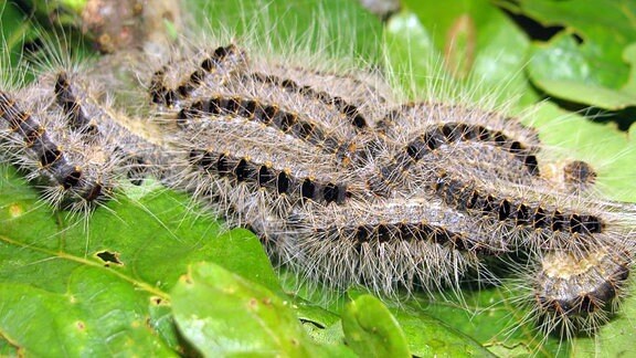 Mehrere Raupen mit einem dichten Haarkleid liegen zu einem Knäuel zusammengerollt auf Blättern.