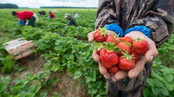 Ein Erntehelfer hält Erdbeeren in die Kamera