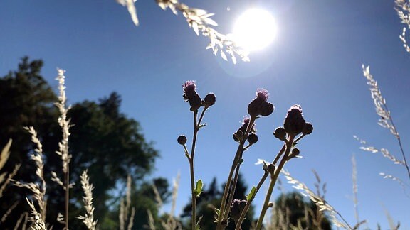 Blumen und Gras auf einer Wiese, darüber der blaue Himmel mit Sonnenschein