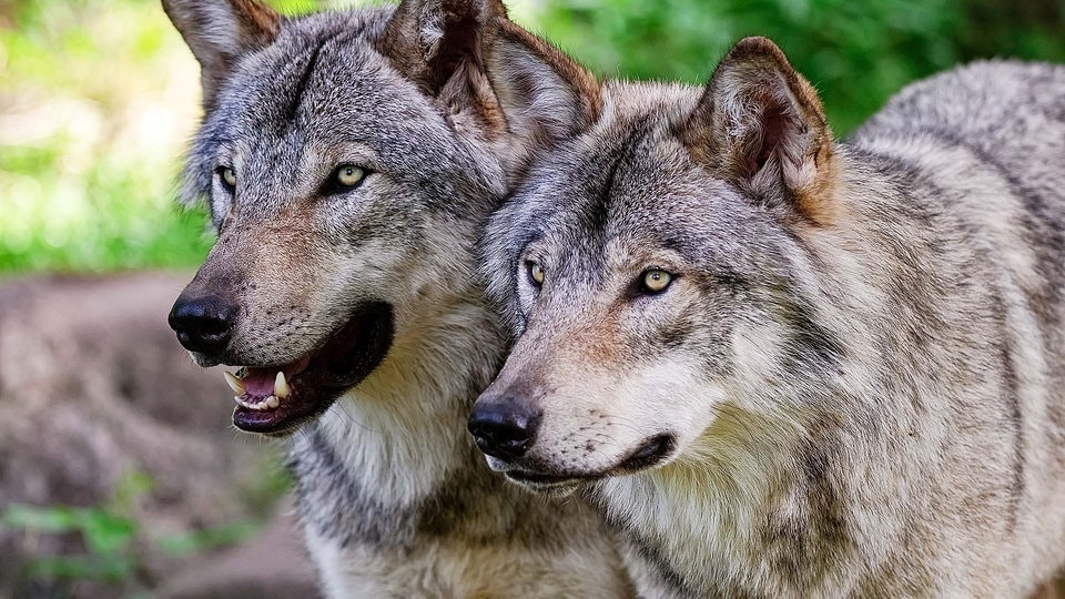 Trickreich, erfolgreich - wie Wölfe lernen | MDR.DE