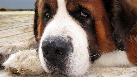 Ein Bernhardiner (Hund) schaut traurig in die Kamera
