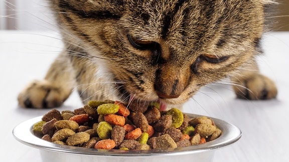 Eine Katze frisst Trockenfutter