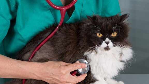Katze beim Tierarzt