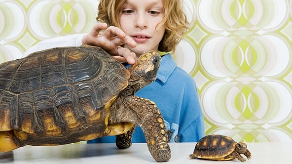 Eine Junge mit einer großen und einer kleinen Schildkröte