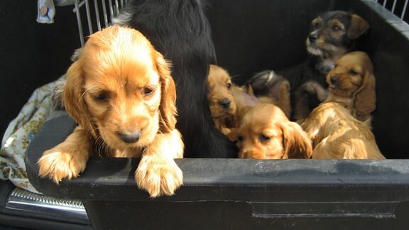 Hundewelpen in einem engen Käfig im Kofferraum eines Autos