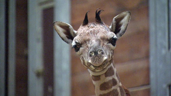 Ein Giraffen-Junges schaut unerschrocken.