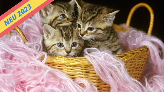 Drei Katzen sind in einem Korb, um sie herum sind Wollfäden.