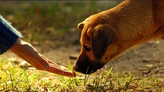Ein Hund schnüffelt an einer Hand.