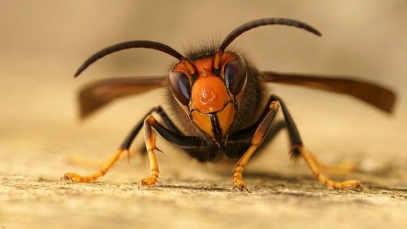 Insekt frontal von vorn, Kopf einer Hornisse, rötlich, schwarz-gelbe Beine, Fühler, Flügel unscharf im Hintergrund